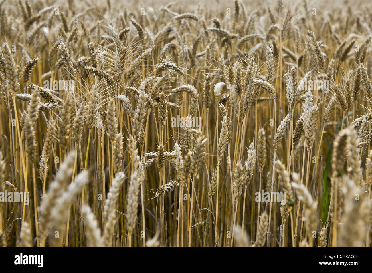 Plantação de trigo no norte da Itália - região da Lombardia Stock Photo ...