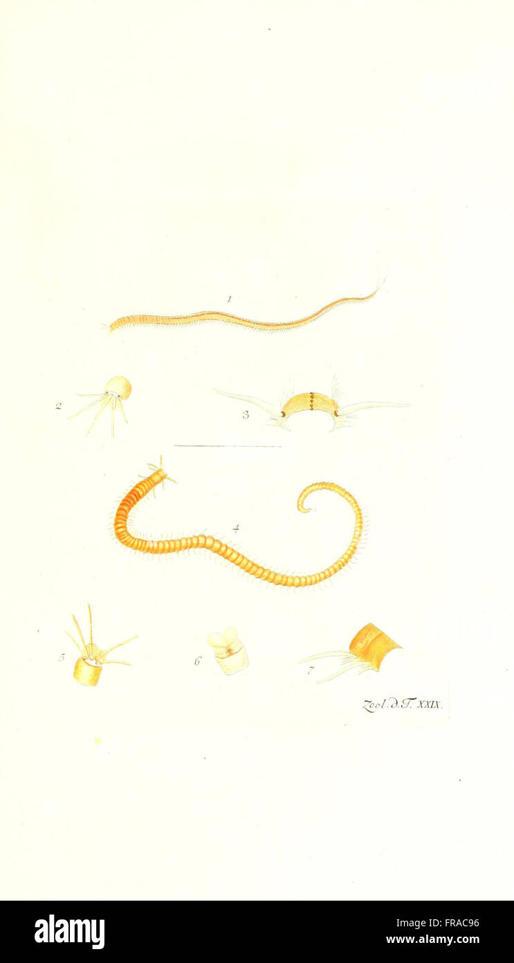 A zoological work documenting rare and less-known animal species from ...