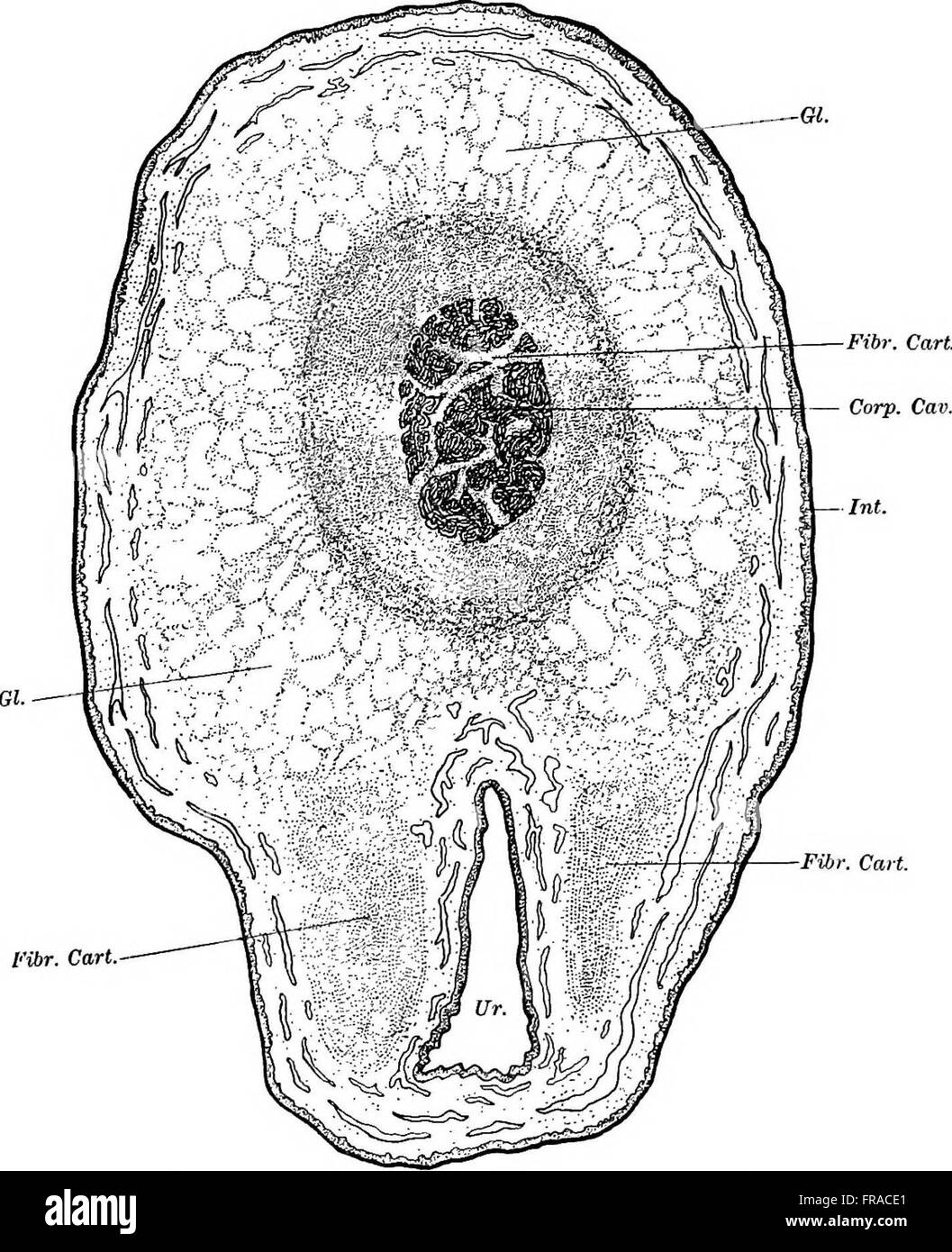 'The Physiology of Reproduction' (1910) provides a detailed study of ...
