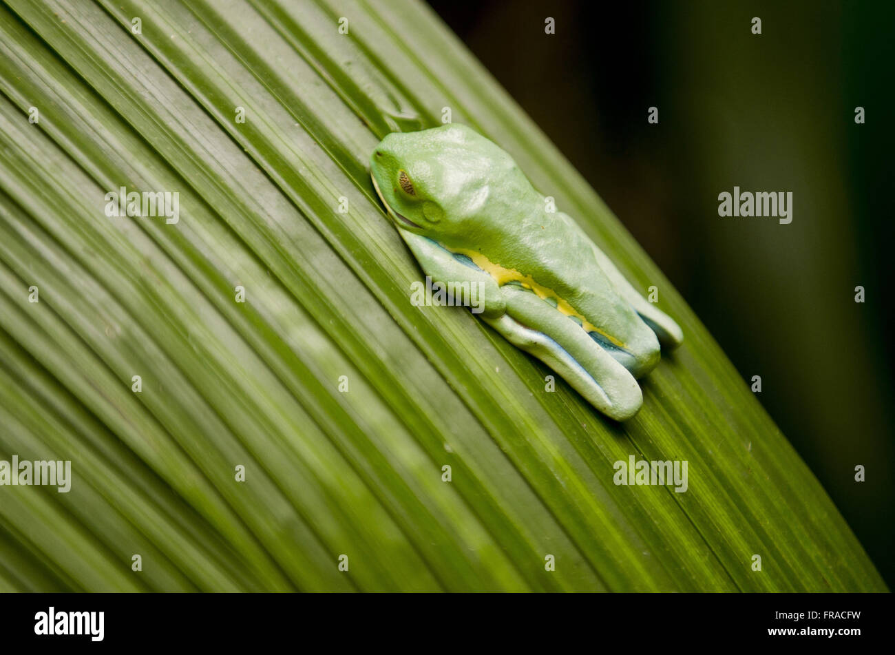 Arboreal sapo red eye in Arenal Volcano Region Stock Photo