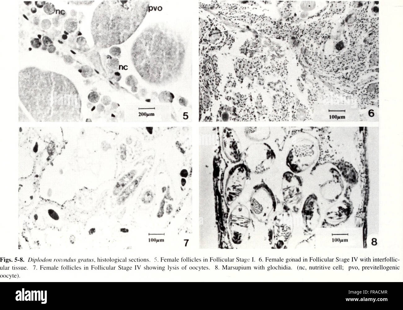 This scientific bulletin from 1997 covers studies related to malacology ...