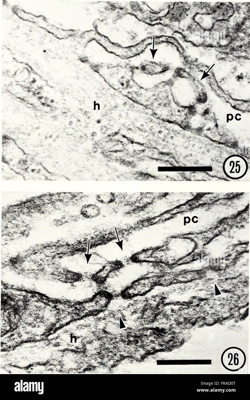 The 1988 bulletin discusses new developments in malacology, focusing on ...