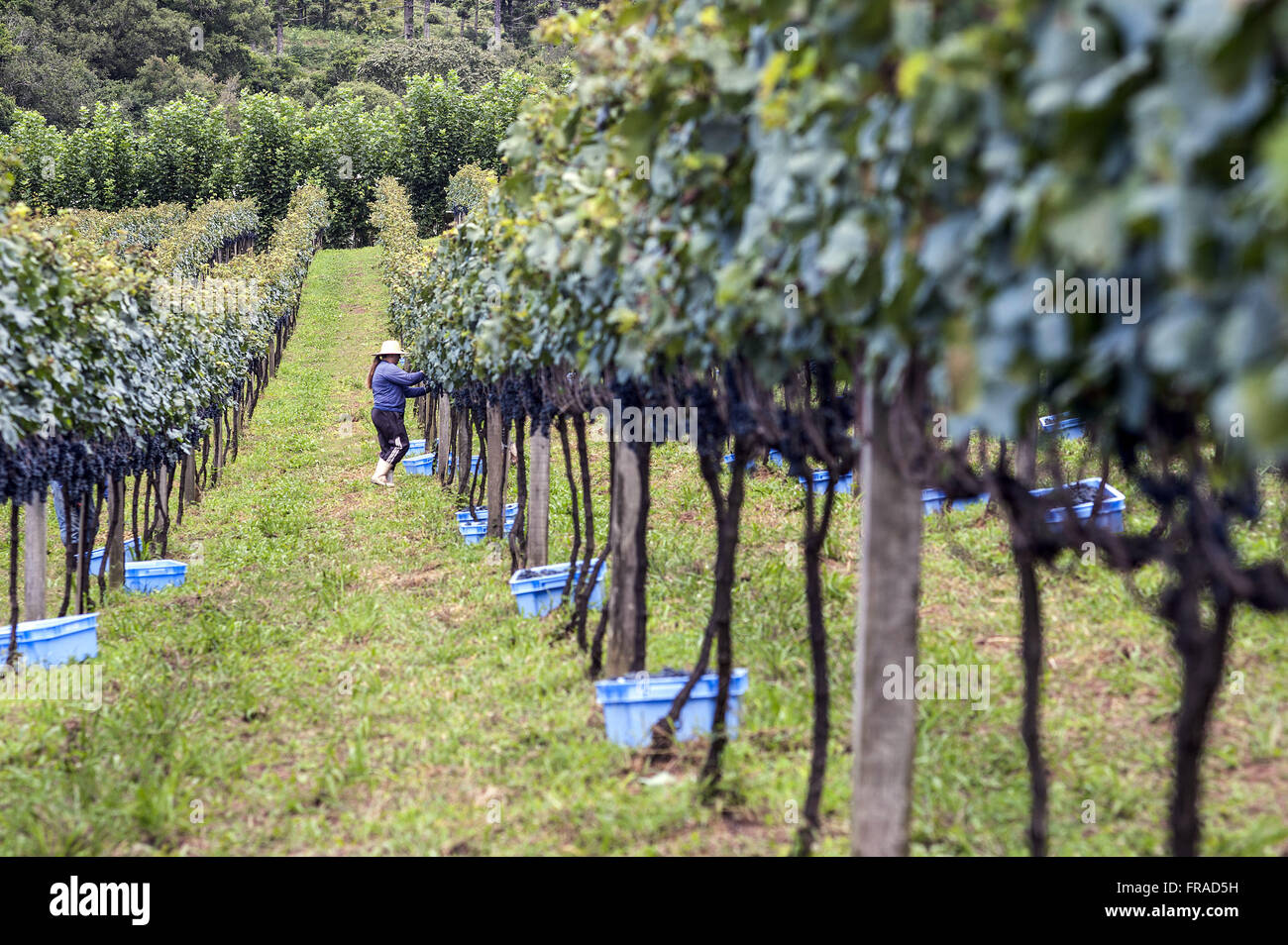 Merlot type grape harvest horizontal cultivation called espalier Stock Photo