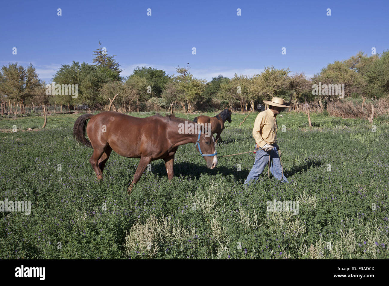 Alfalfa is also known as lucerne and perennial legume - Medicago sativa Stock Photo