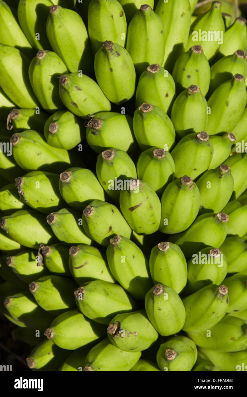 https://c8.alamy.com/comp/FRADEB/detail-of-bunch-of-bananas-harvested-from-rocky-FRADEB.jpg