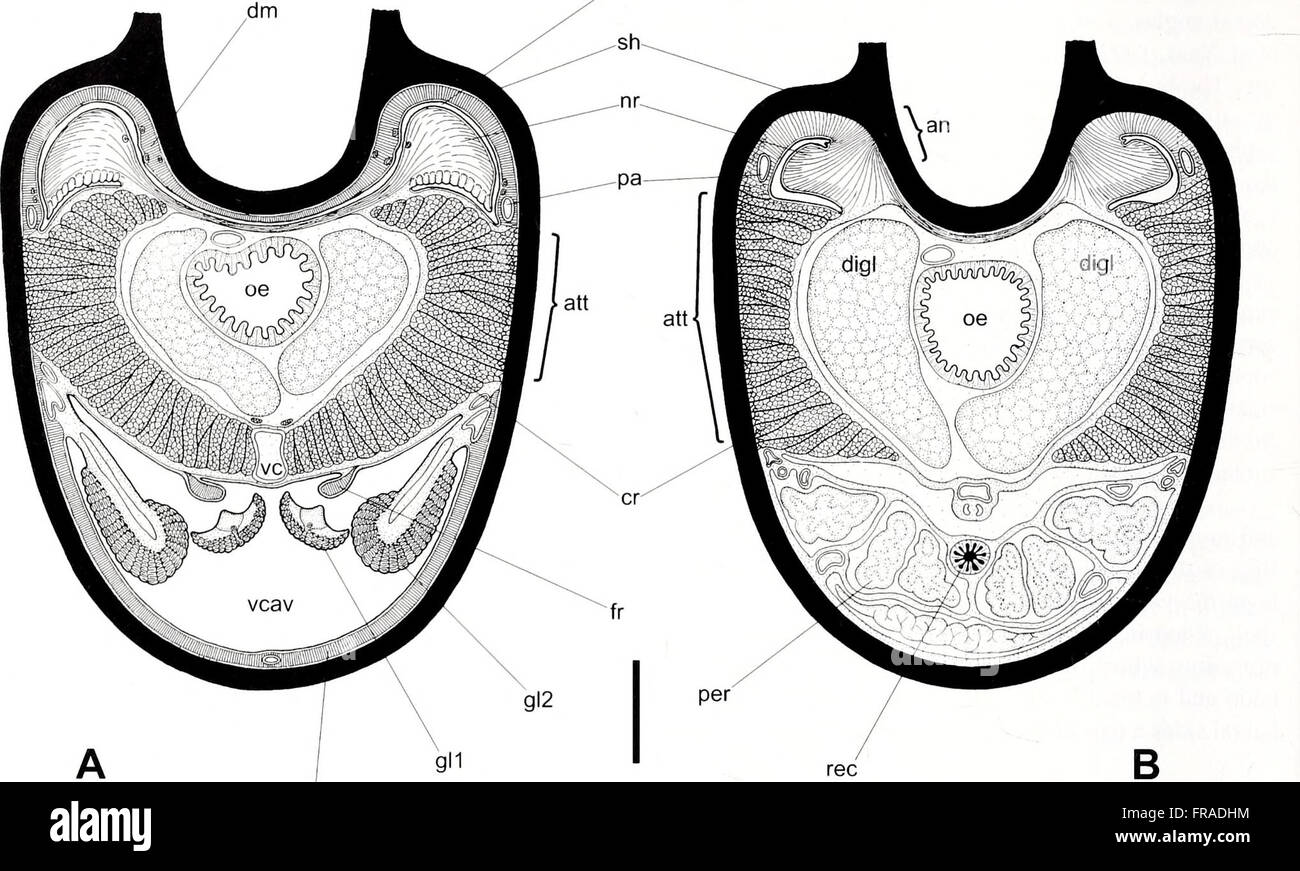 The 2001 edition of the American Malacological Bulletin covers studies ...