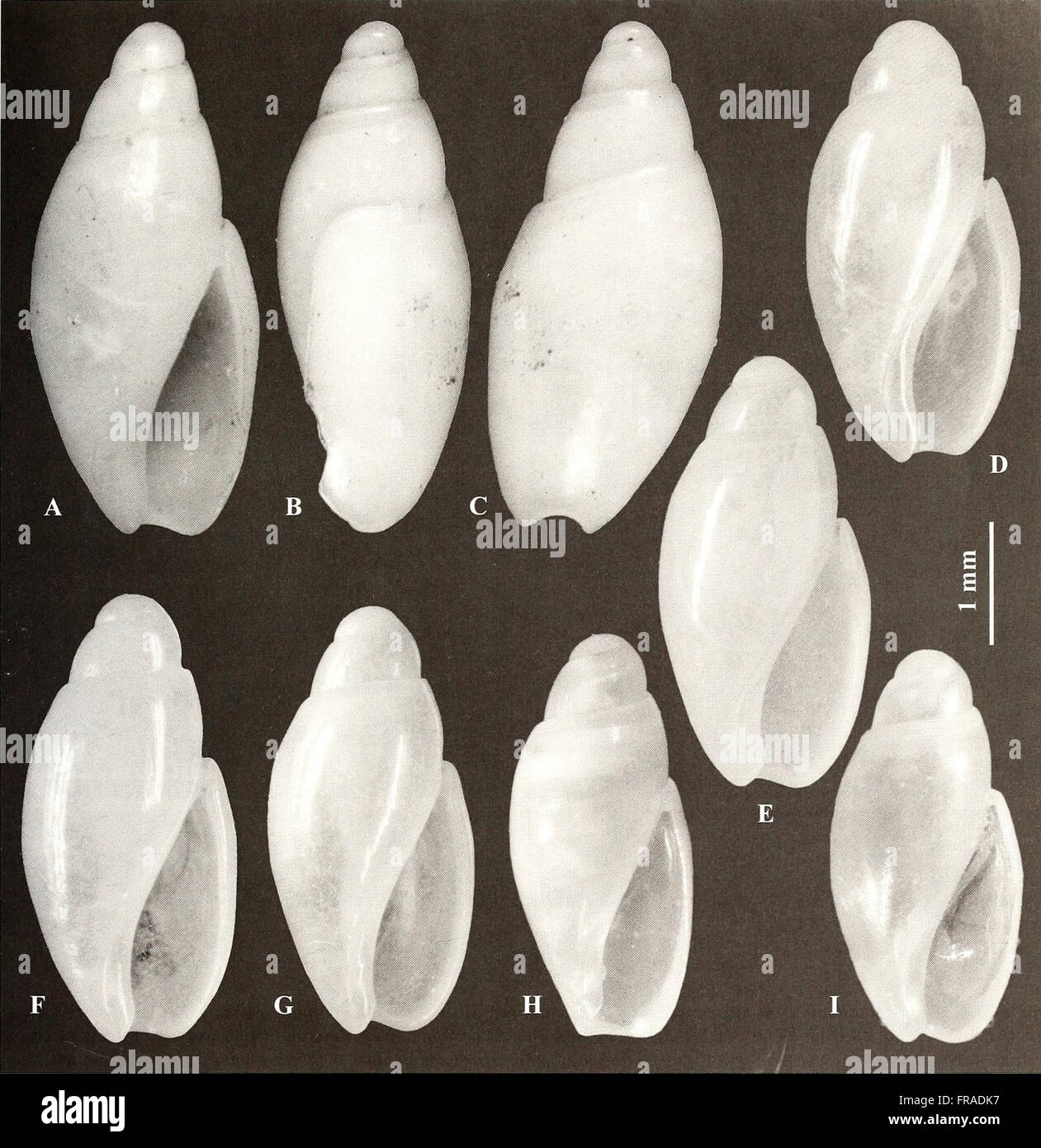 The American Malacological Bulletin (2007), focusing on studies of ...