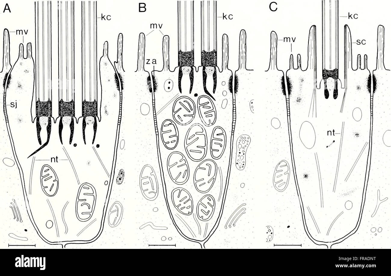 The American Malacological Bulletin from 1990 is a scientific journal ...