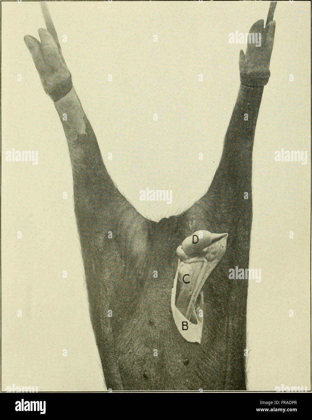 This 1914 book provides detailed information on animal castration ...