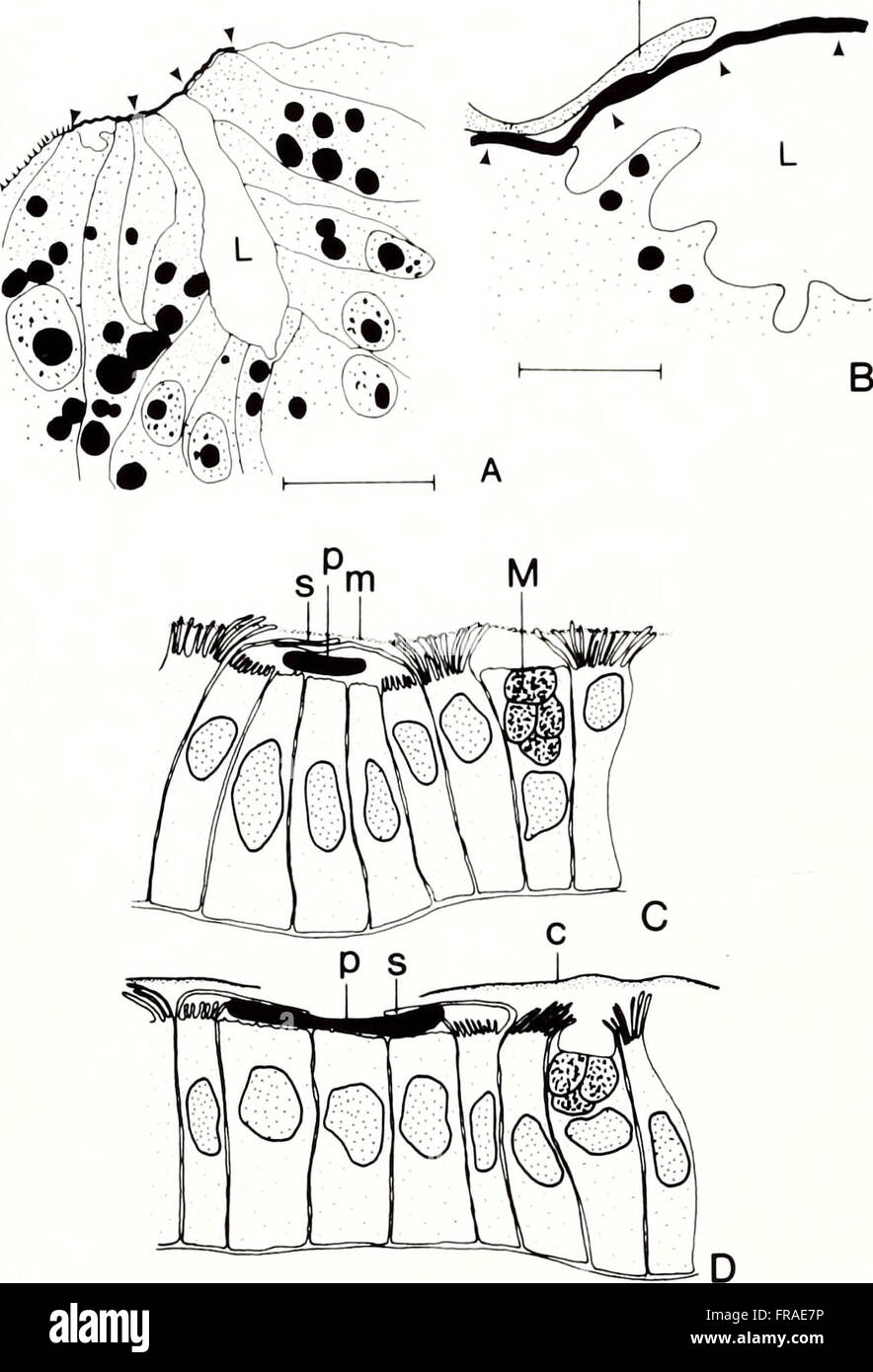 A 1988 edition of the American Malacological Bulletin, a journal ...