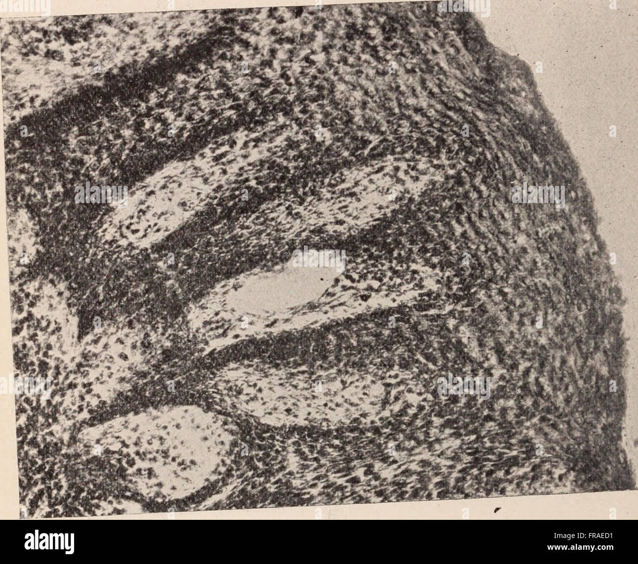 Dental review; devoted to the advancement of dentistry. (1901 Stock