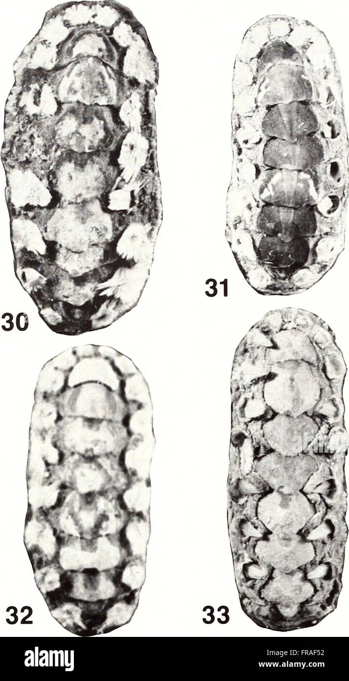 A 1988 issue of the American Malacological Bulletin, focusing on ...