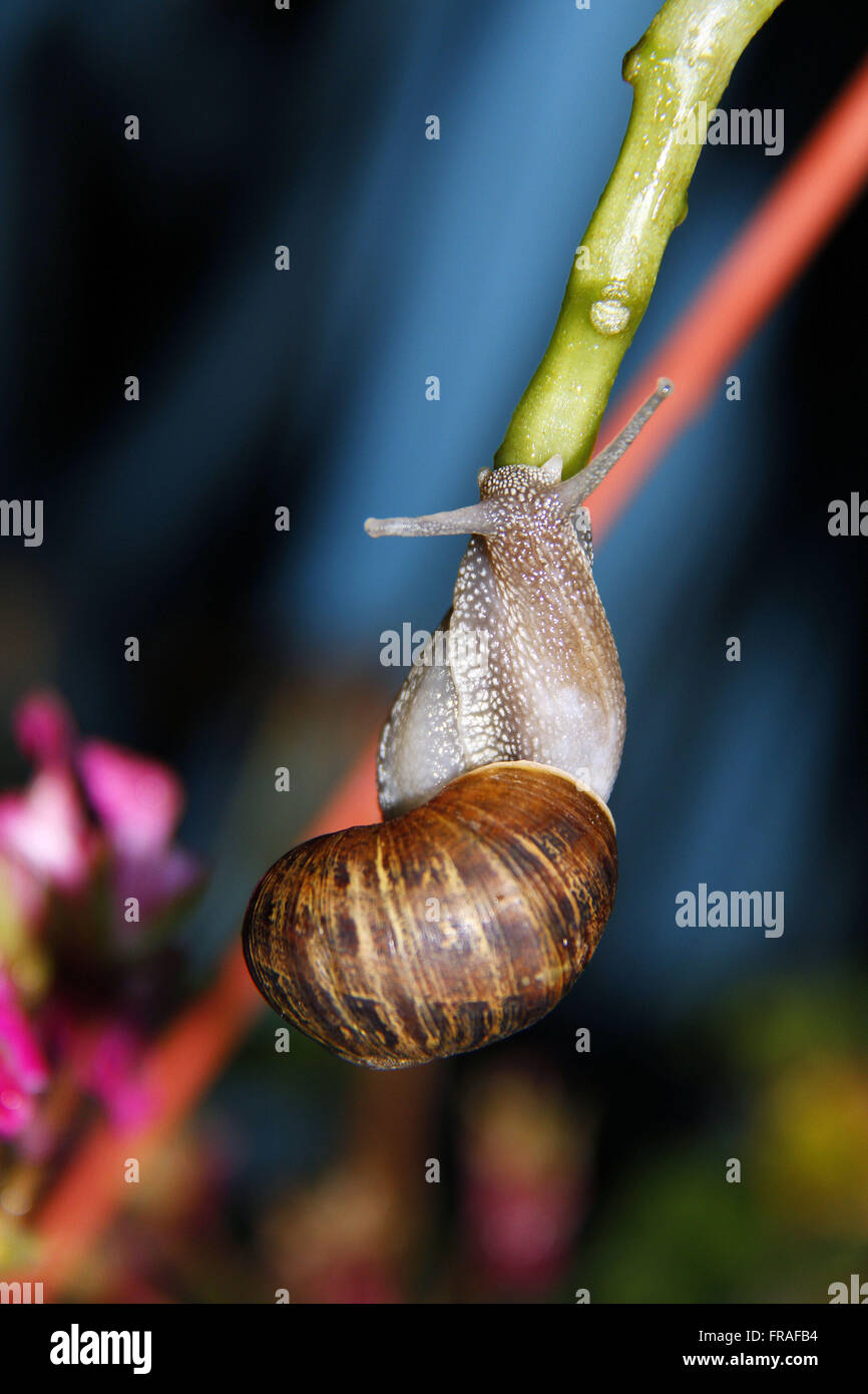 Snail on flower branch Stock Photo