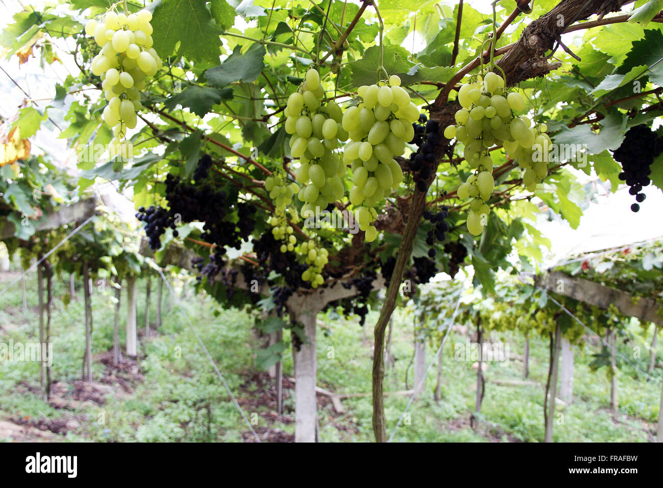 Grapevines with bunches of table grapes in the countryside of Caxias do Sul - RS Stock Photo