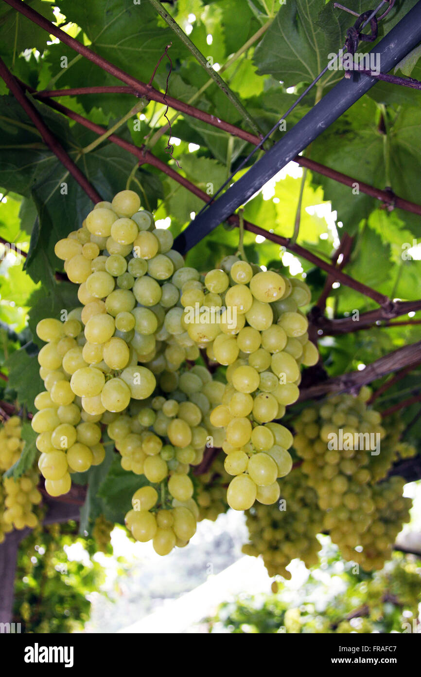 Detail of bunches of table grapes in the countryside of Caxias do Sul - RS Stock Photo