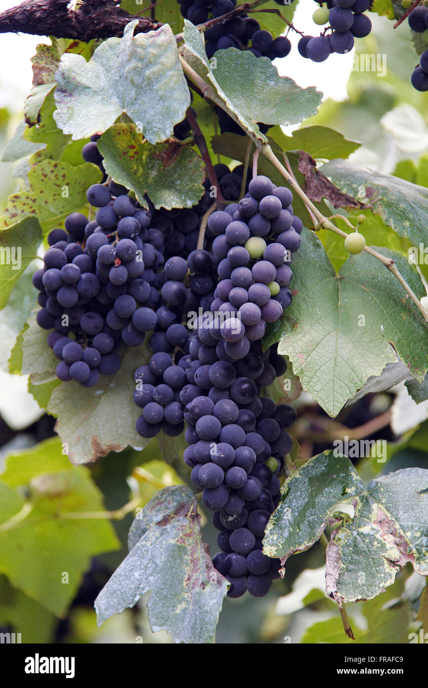 Detail of bunches of ripe grapes for wine production in Caxias do Sul - RS Stock Photo
