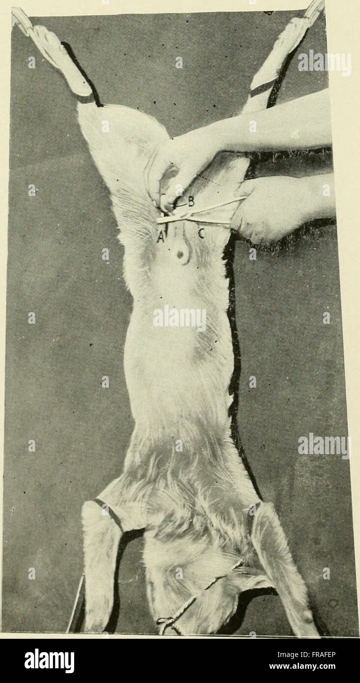 A 1914 medical guide focused on the procedures and techniques of animal ...