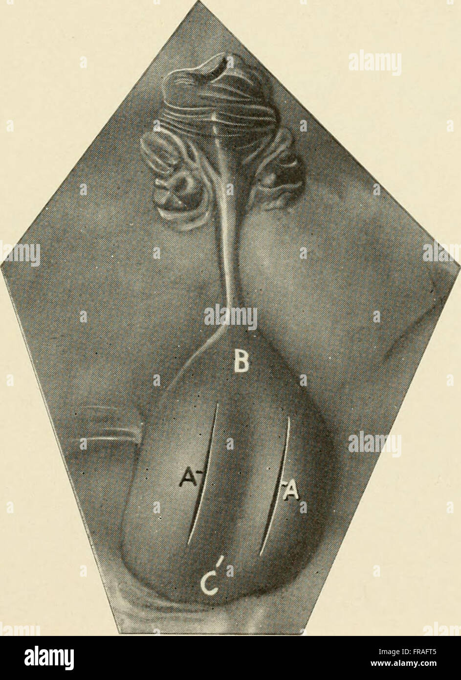 'Animal Castration' (1914) provides a guide to the practice of ...