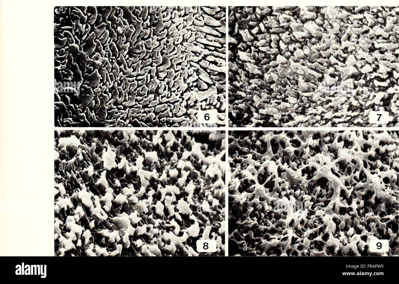 The 1988 American Malacological Bulletin offers a detailed overview of ...