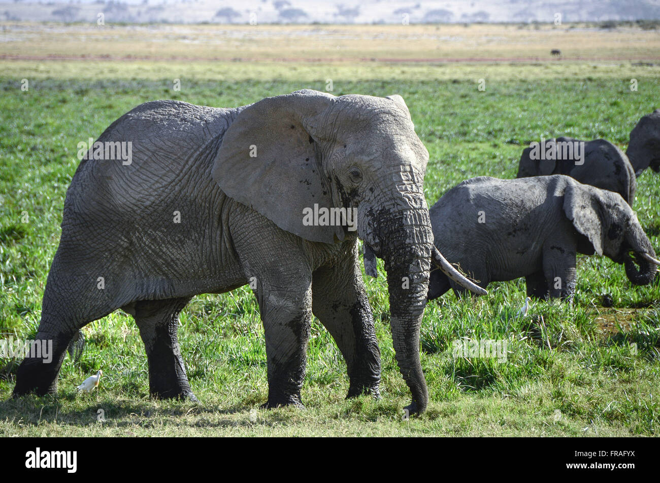Elephants grazing in swamp of Amboseli National Park Stock Photo