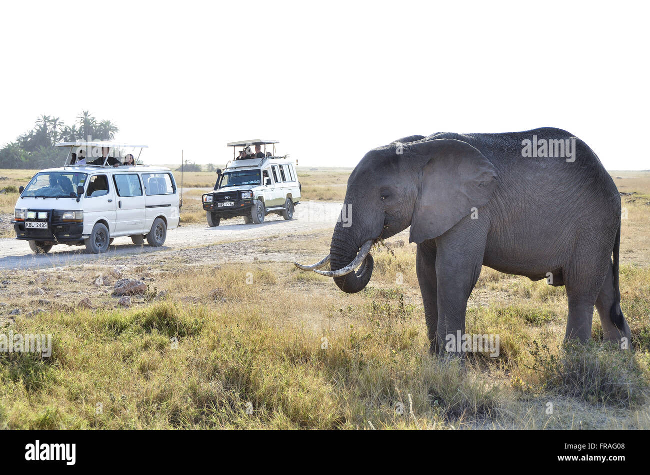 Tourists on safari in the African savannah Amboseli National Park Elephant note Stock Photo