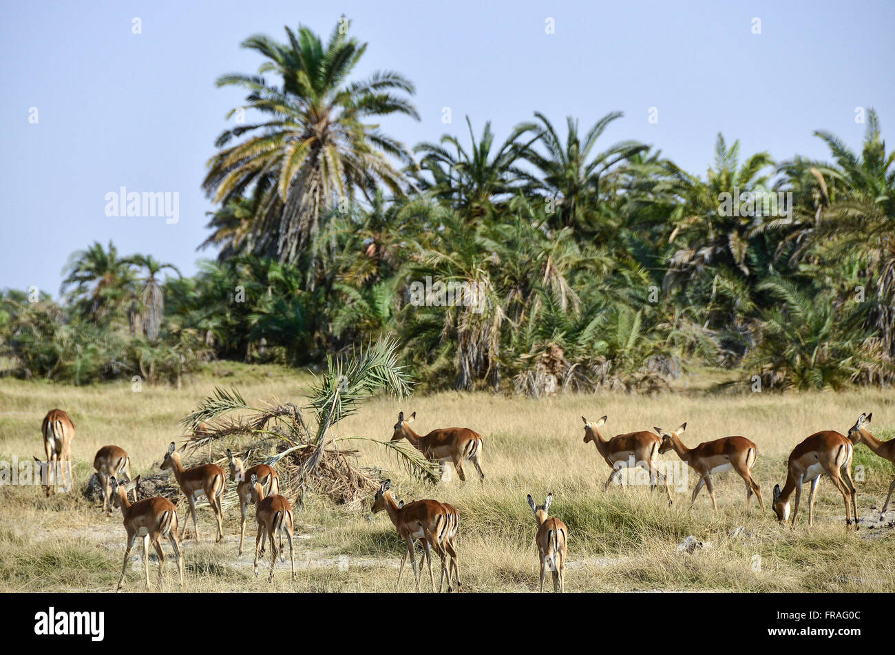 Impalas grazing in Amboseli National Park Stock Photo