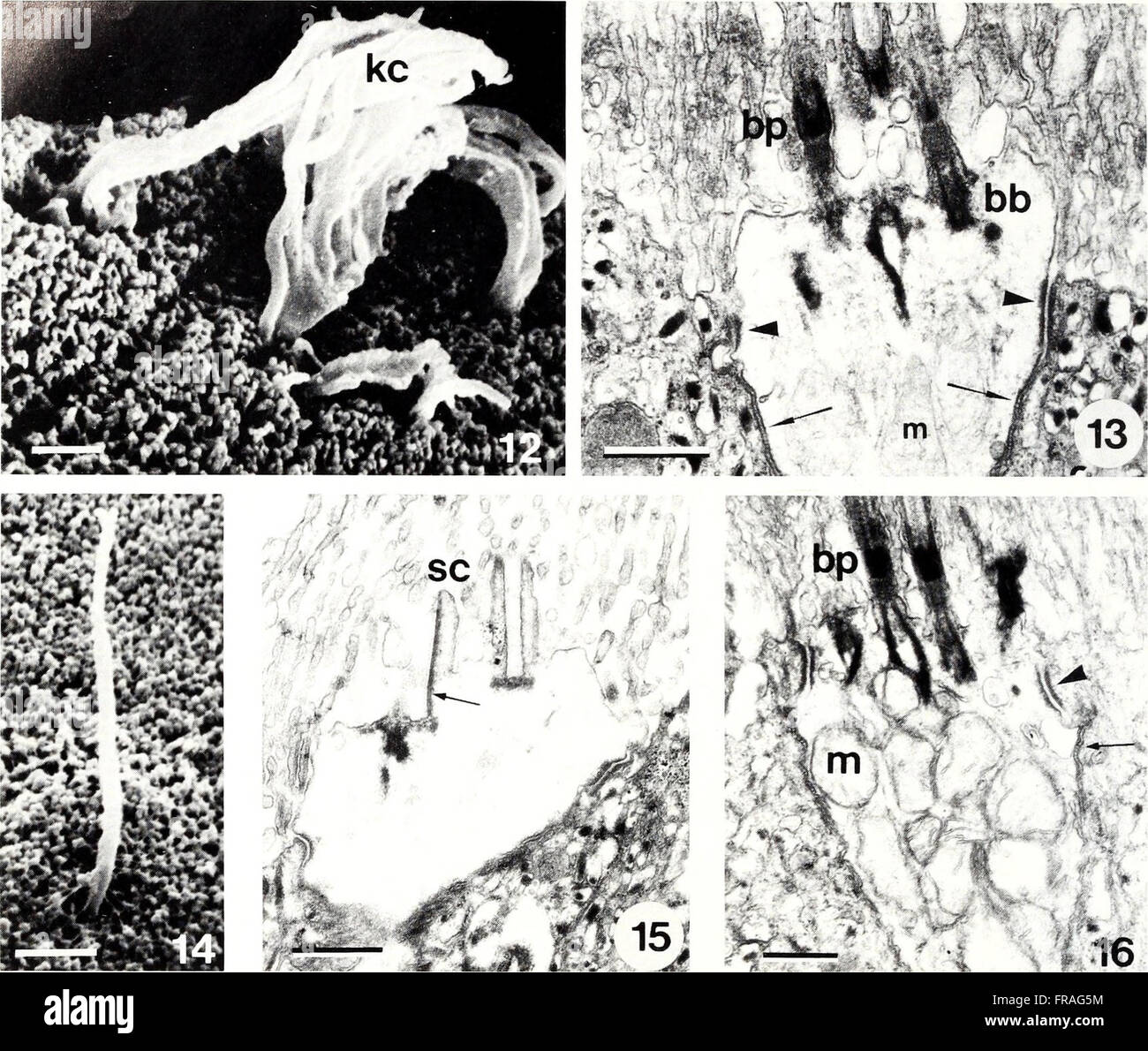 The American Malacological Bulletin (1990) is a scientific publication ...