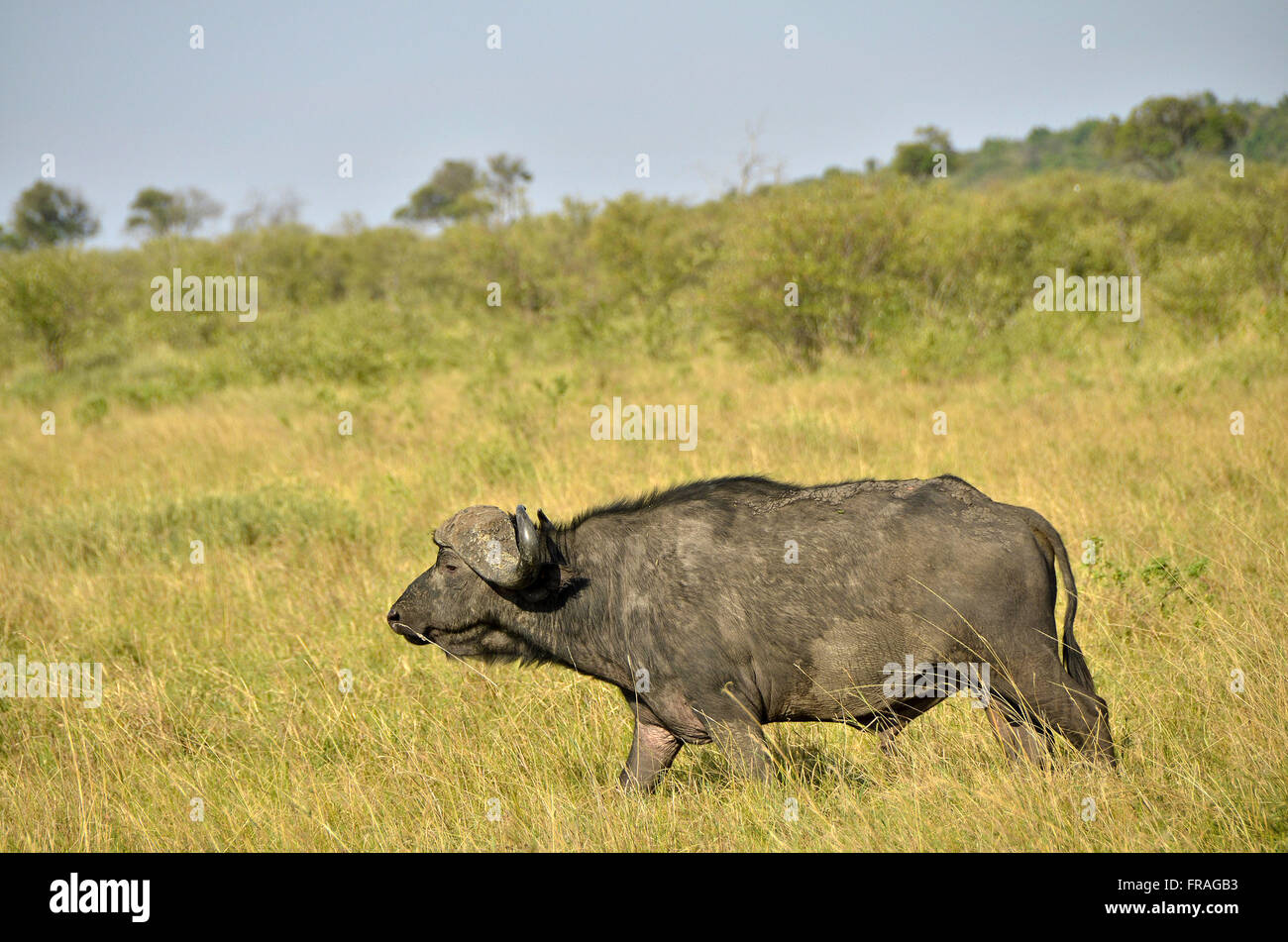 African buffalo, known as buffalo cape-in Maasai Mara National Reserve Stock Photo