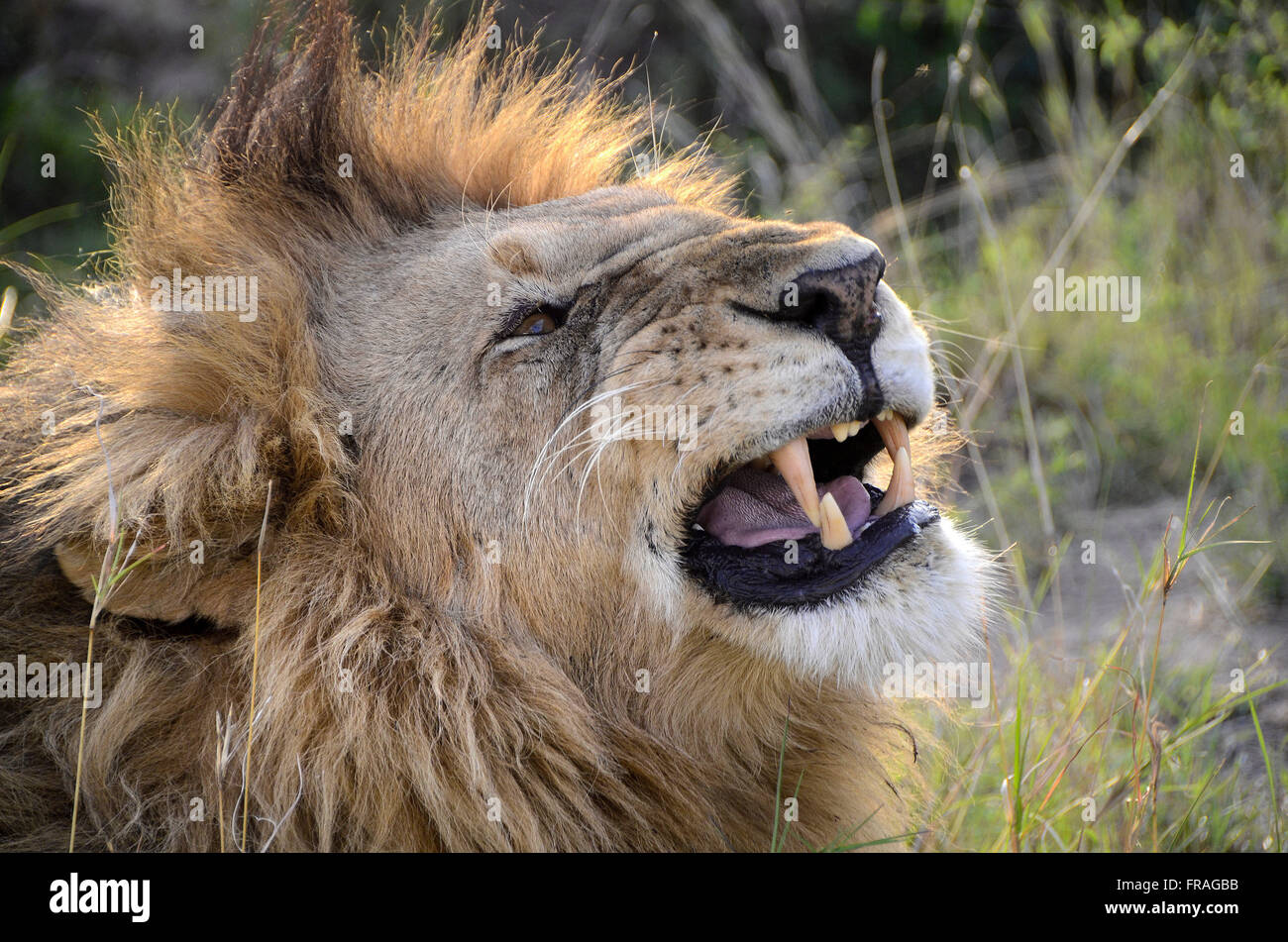Maasai mara nature reserve hi-res stock photography and images - Alamy