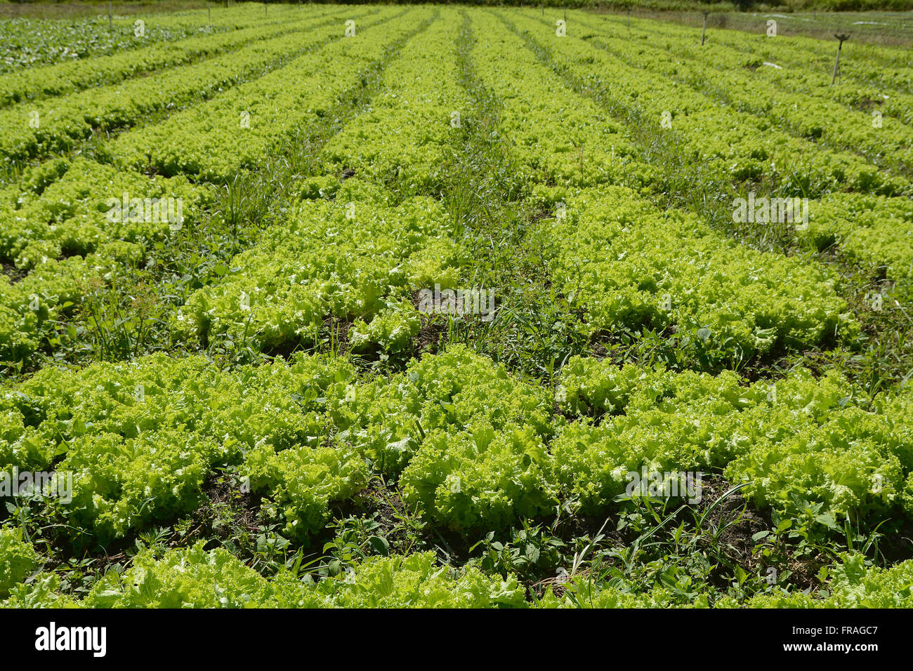 Planting vegetables in the region of Serra Fluminense Stock Photo