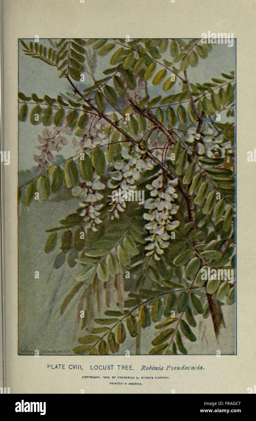 An illustrated guide providing information about various tree species ...