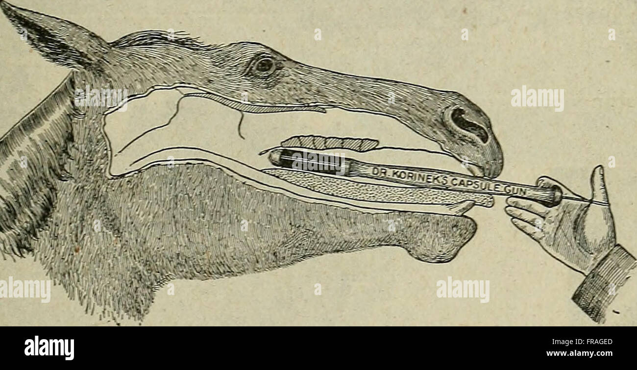 Diseases of domestic animals and poultry; (1915 Stock Photo Alamy