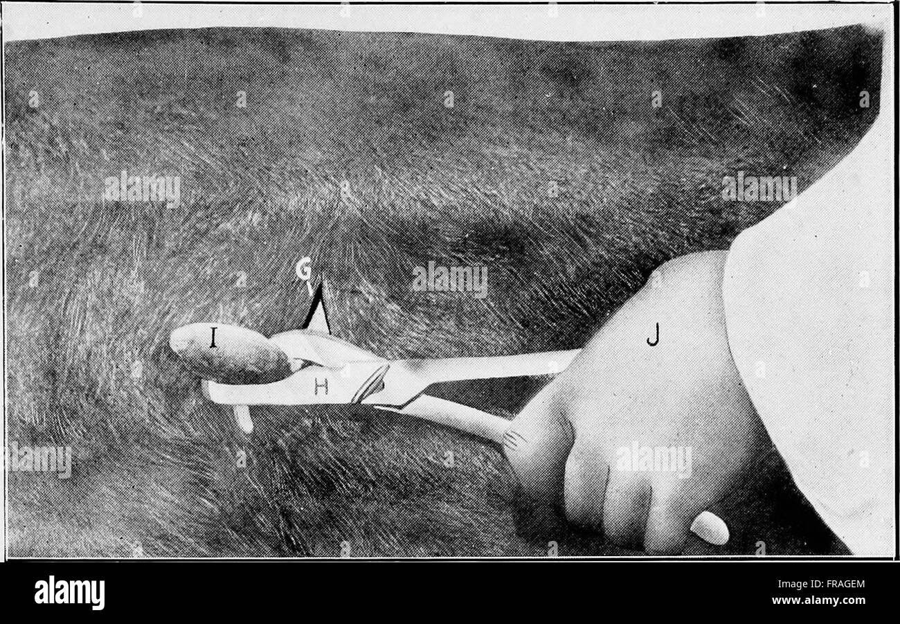 *Animal Castration* (1920) is a veterinary guide on the practice of ...