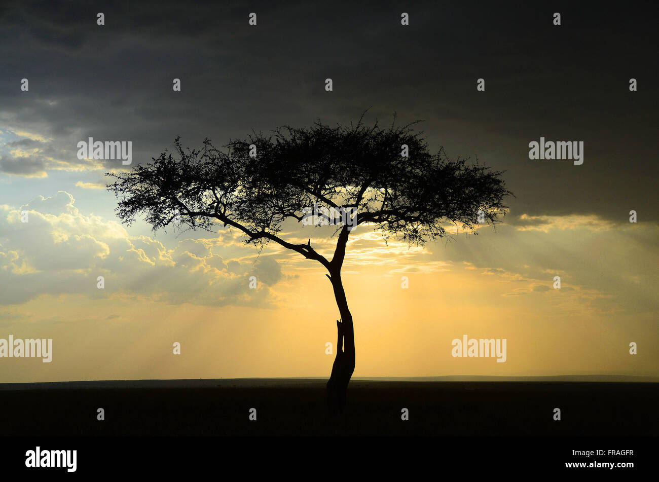 Masai mara landscape hi-res stock photography and images - Alamy