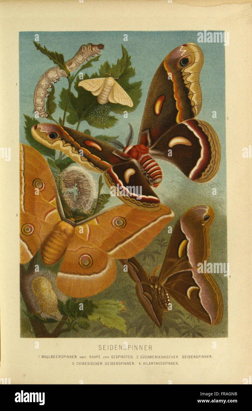 Scietific Insect Illustration depicts various detailed anatomical features hi-res stock ...