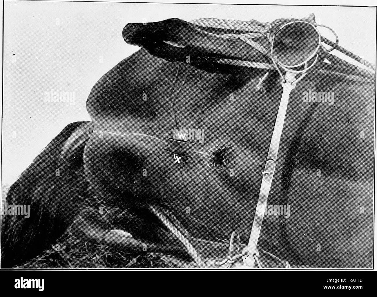 Animal castration - a book for the use of students and practitioners (1920)...