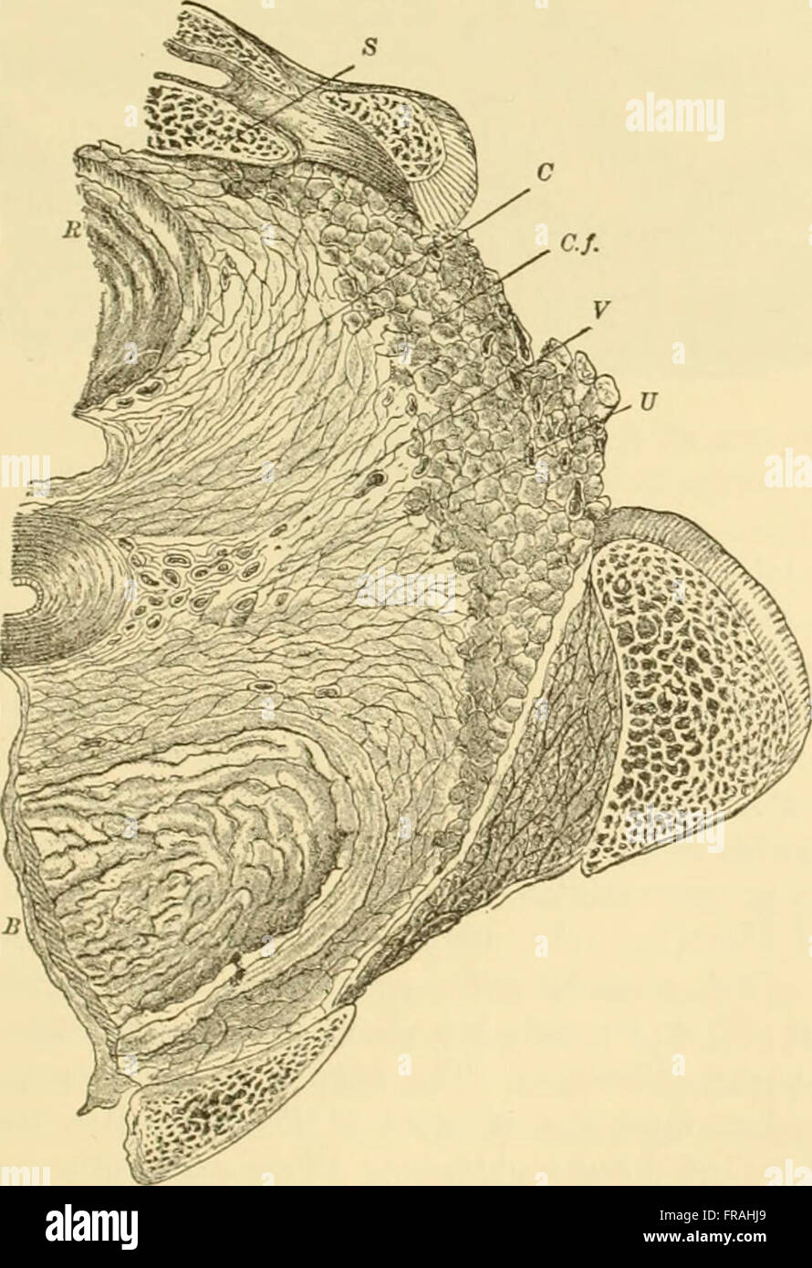 This 1895 text explores the medical and surgical aspects of gynecology ...