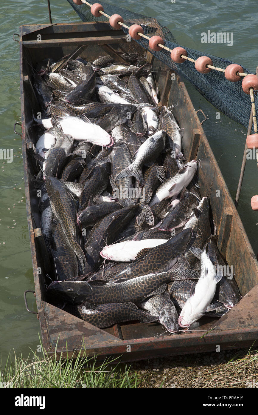 Despesca activity in fish breeding farm in the district of Primaverinha Stock Photo