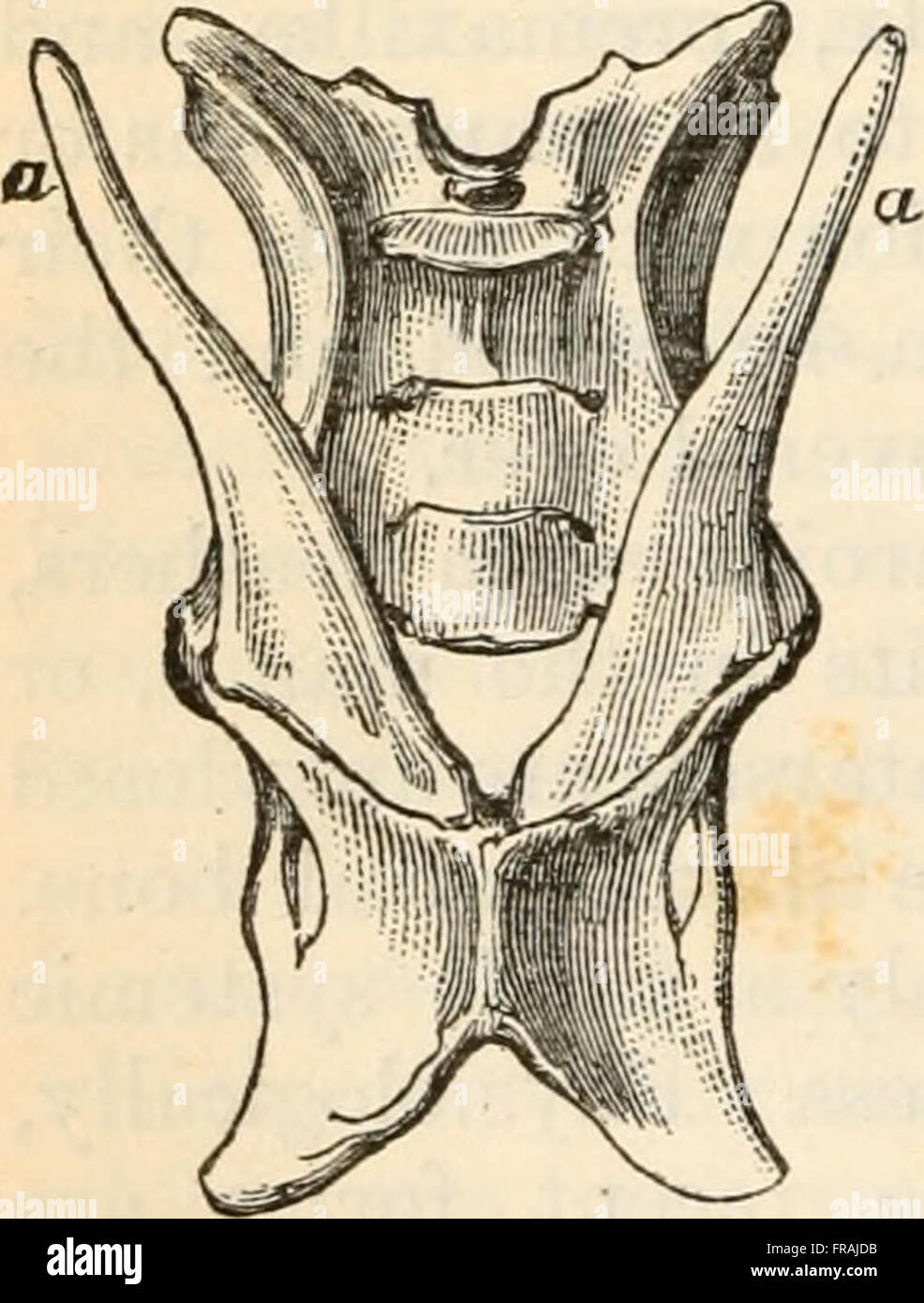Comparative anatomy and physiology (1885 Stock Photo - Alamy