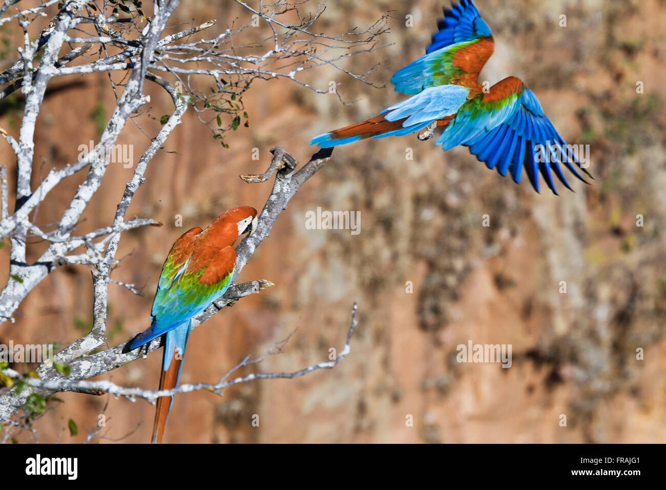 Couple of big-red macaw - Ara chloropterus Stock Photo