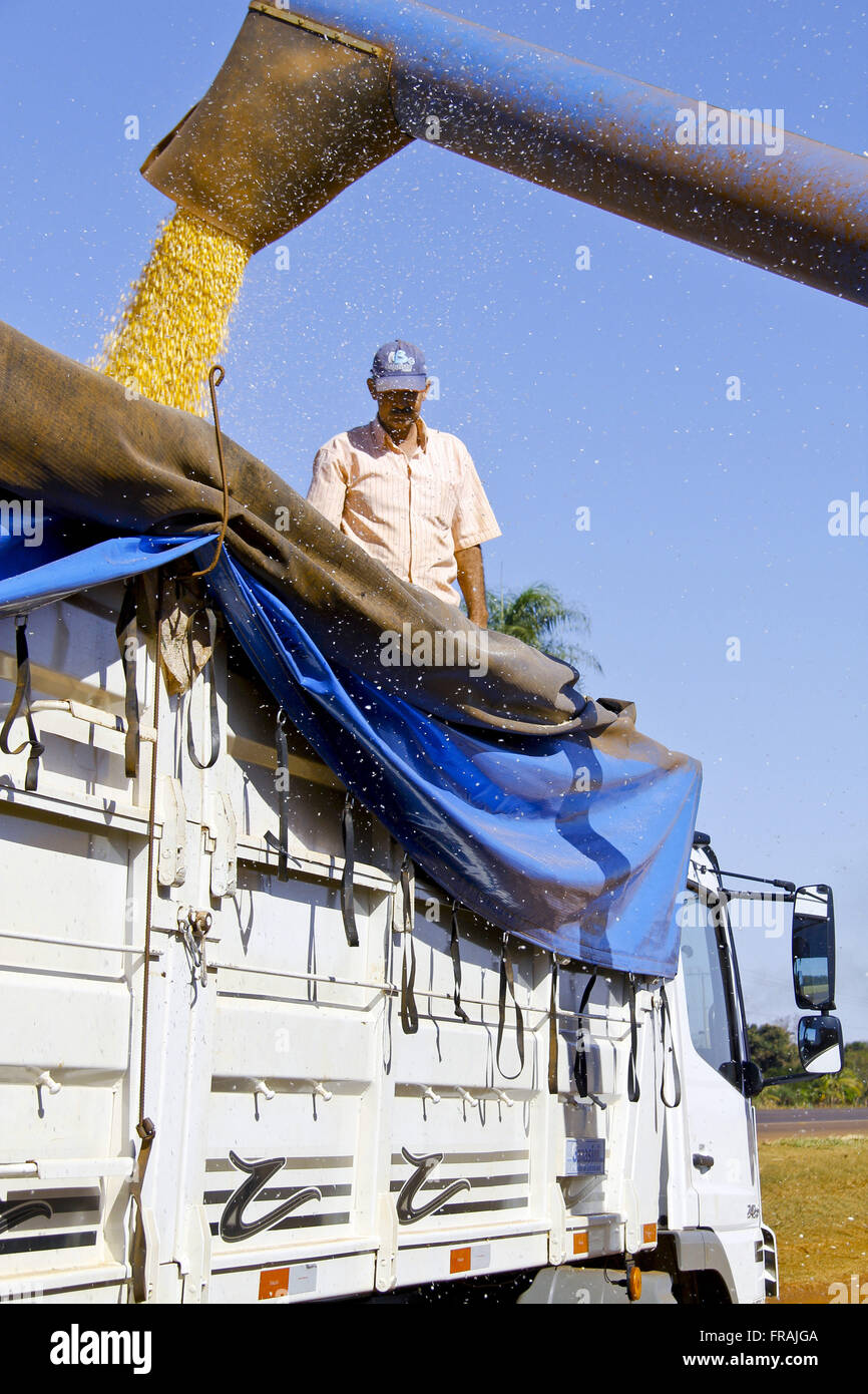 Download corn harvester to truck Stock Photo