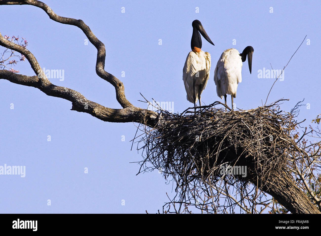 Couple or jabiru storks nest on the Pantanal Park Road Stock Photo