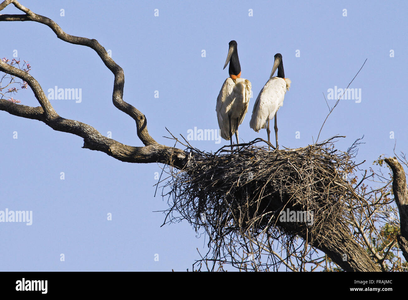 Couple or jabiru storks nest on the Pantanal Park Road Stock Photo