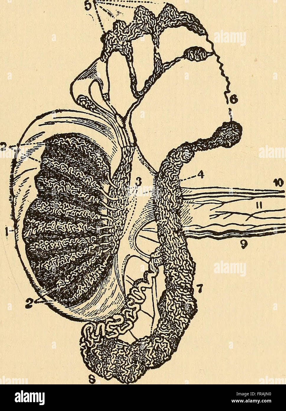 Feminology; a guide for womankind, giving in detail instructions as to