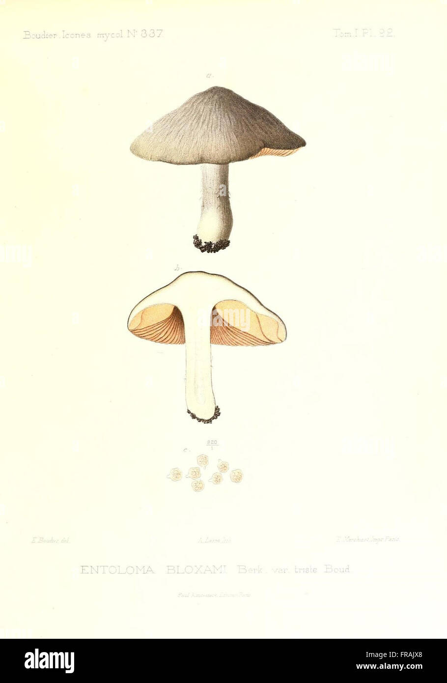 Icones mycologicC3A6, ou Iconographie des champignons de France principalement Discomycetes (Pl. 92) Stock Photo