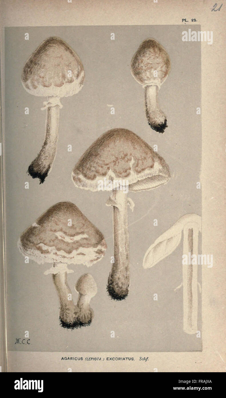 Illustrations of British Fungi (Hymenomycetes), to serve as an atlas to the  Handbook of British Fungi  (Pl. 21) Stock Photo