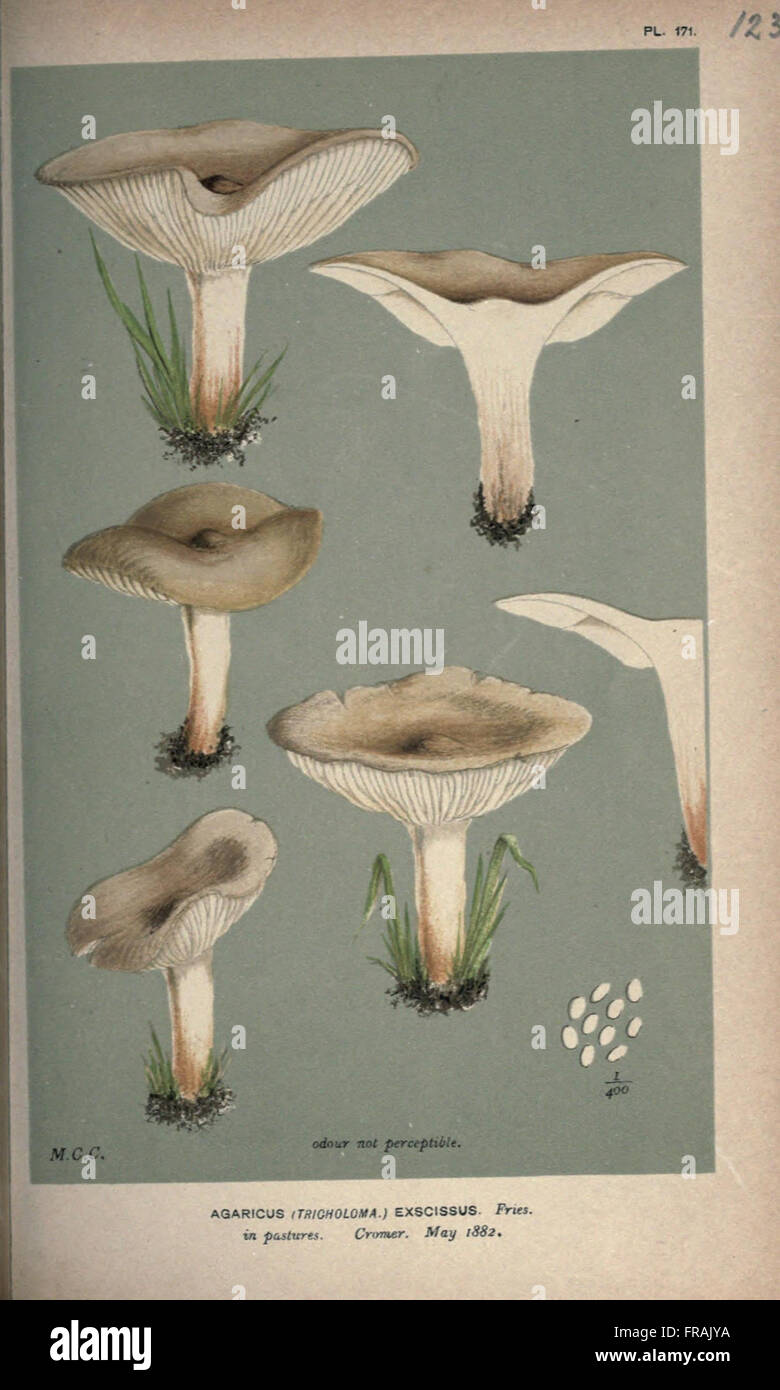 Illustrations of British Fungi (Hymenomycetes), to serve as an atlas to the  Handbook of British Fungi  (Pl. 123) Stock Photo