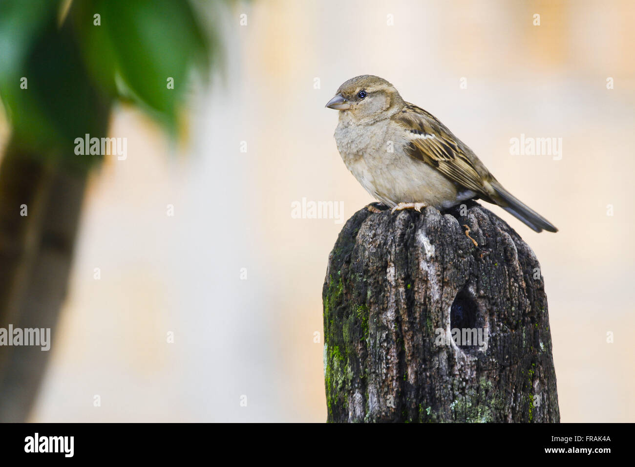 Female sparrow - Passer domesticus Stock Photo