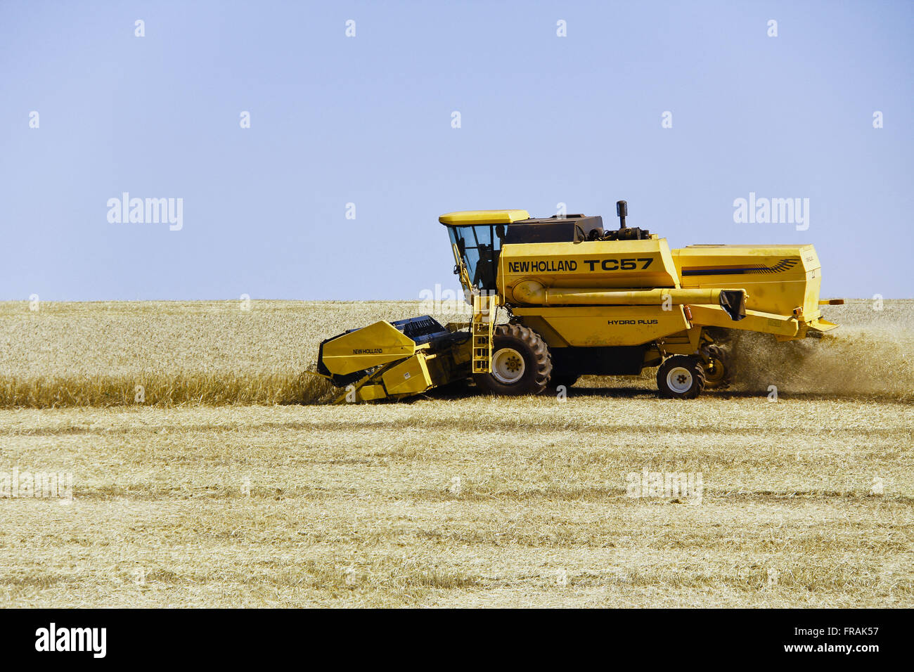 Combine harvesting wheat in rural Stock Photo