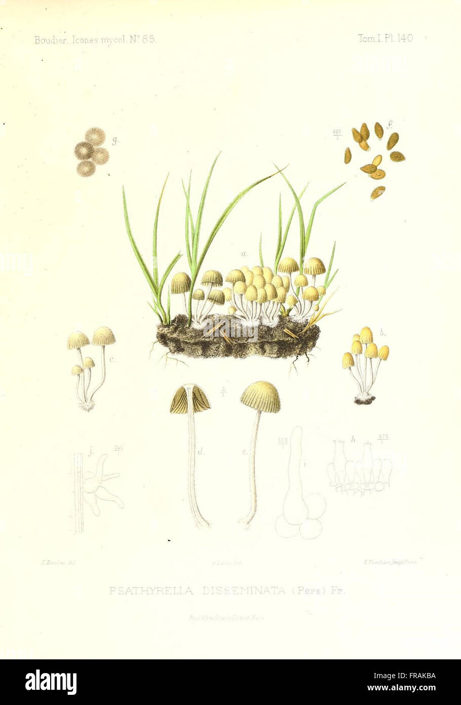 Icones mycologicC3A6, ou Iconographie des champignons de France principalement Discomycetes (Pl. 140) Stock Photo